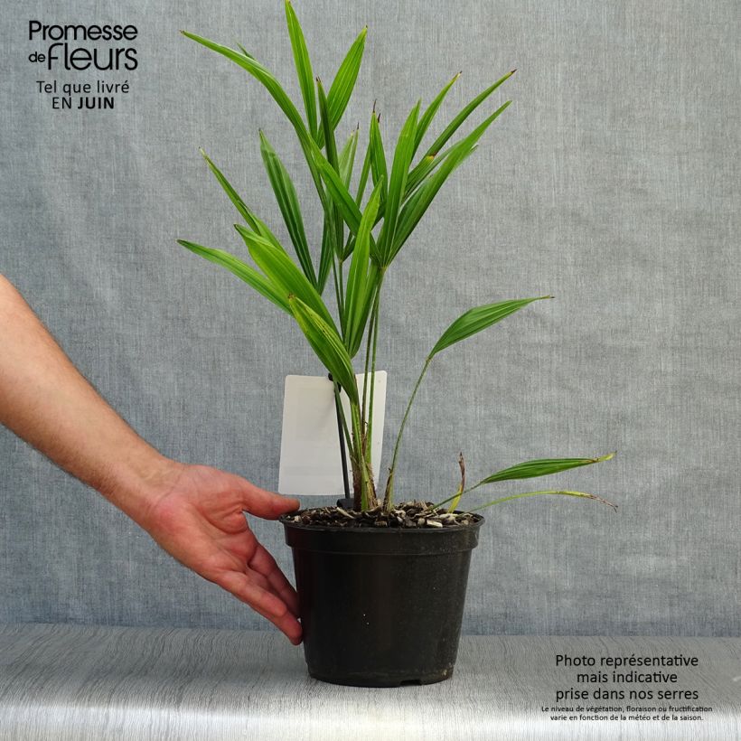 Exemplaar van Trachycarpus fortunei - Chinese waaierpalm Pot van 2 l/3 l zoals geleverd in de zomer