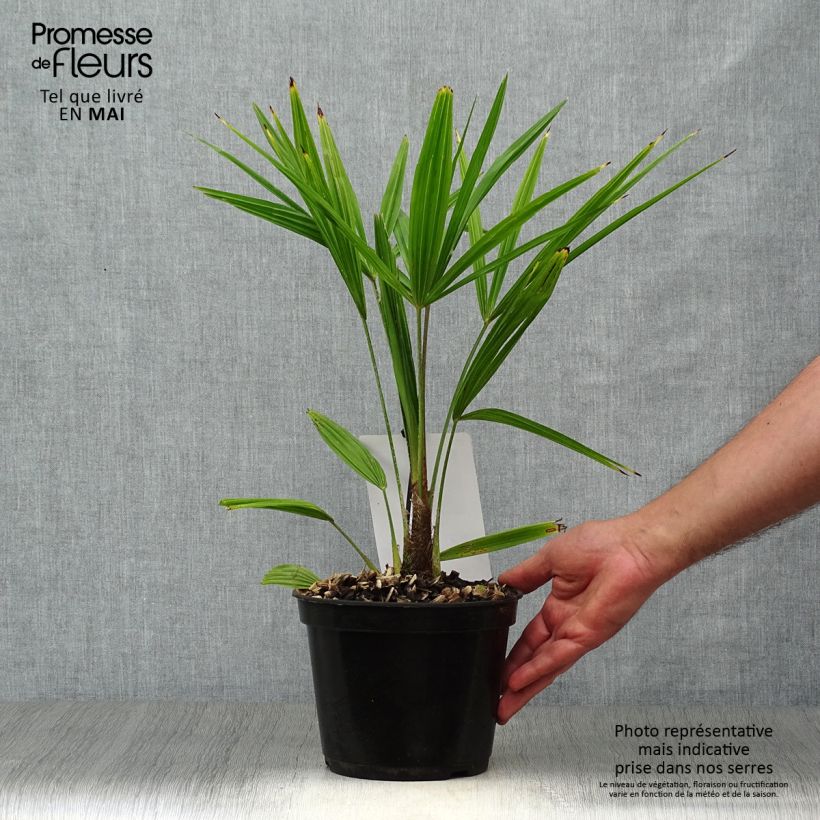 Example of Trachycarpus fortunei - Chinese waaierpalm Pot van 2 l/3 l as you get in printemps
