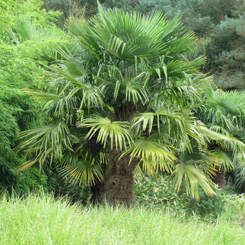 Trachycarpus fortunei - Chinese waaierpalm (Groeiplaats)