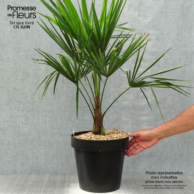 Example of Trachycarpus fortunei - Chinese waaierpalm Pot van 12 l/15 l as you get in printemps