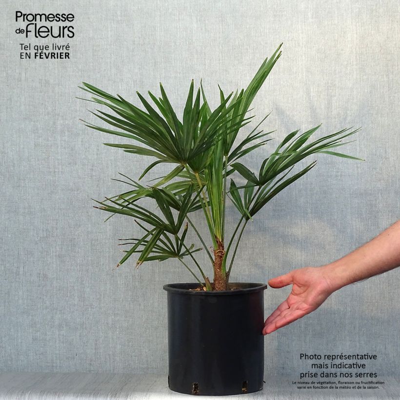 Exemplaar van Trachycarpus fortunei - Chinese waaierpalm Pot van 6 l/7 l zoals geleverd in de herfst