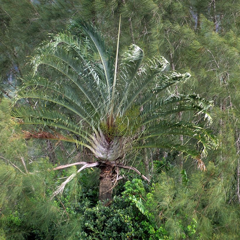 Dypsis decaryi - Driehoekspalm (Groeiplaats)