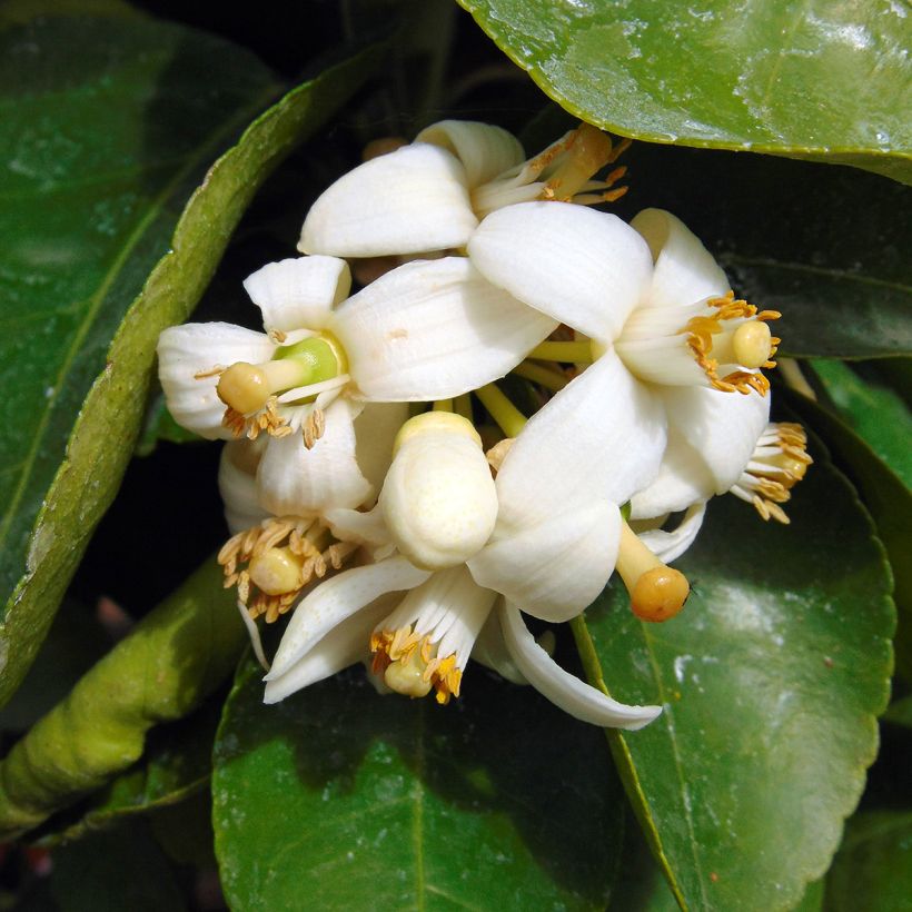 Grapefruit - Citrus × paradisi (Flowering)