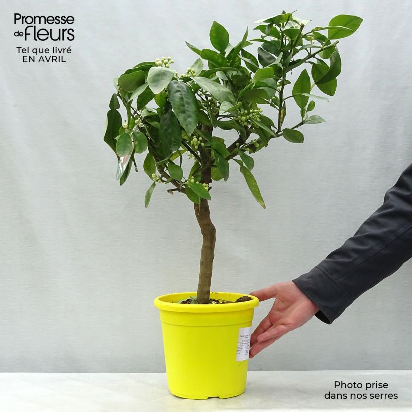 Example of Grapefruit - Citrus × paradisi Pot van 4 l/5 l, Kwartstam as you get in printemps