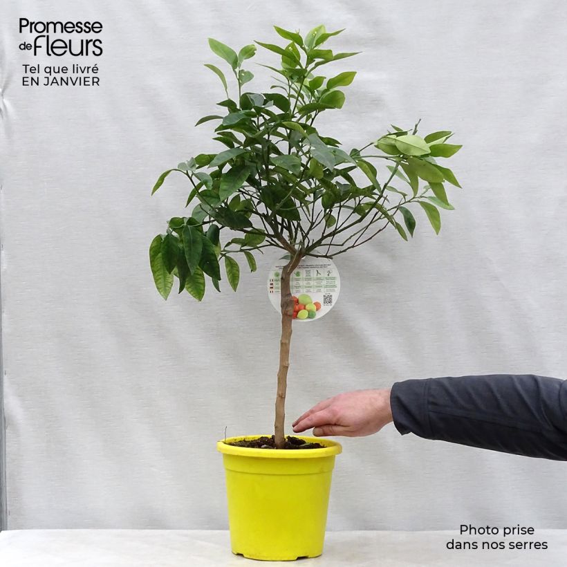 Exemplaar van Pompelmoes - Citrus maxima Pot van 3 l/4 l, Kwartstam zoals geleverd in de winter