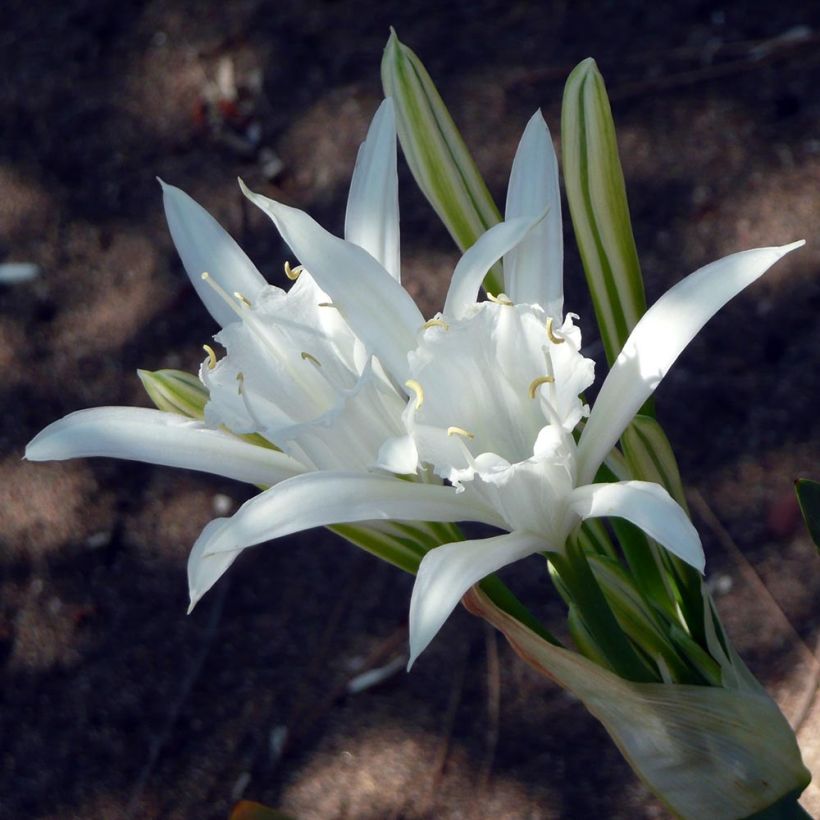 Pancratium maritimum - Zeenarcis (Bloei)