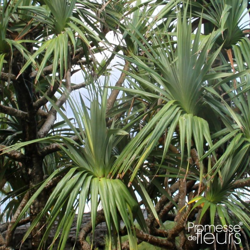 Pandanus utilis - Schroefpalm (Foliage)
