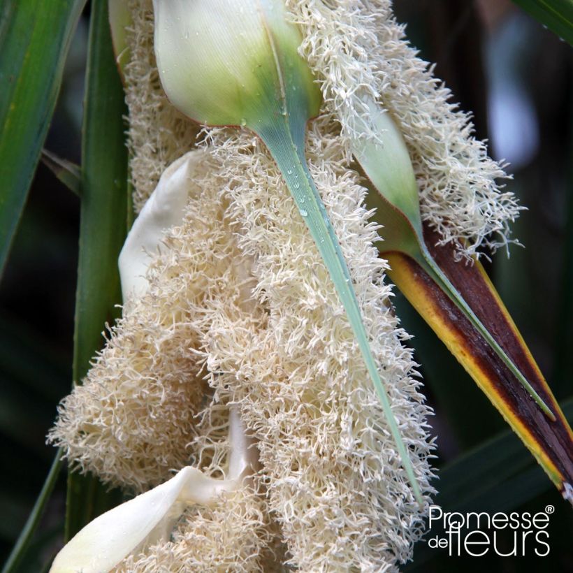 Pandanus utilis - Schroefpalm (Flowering)