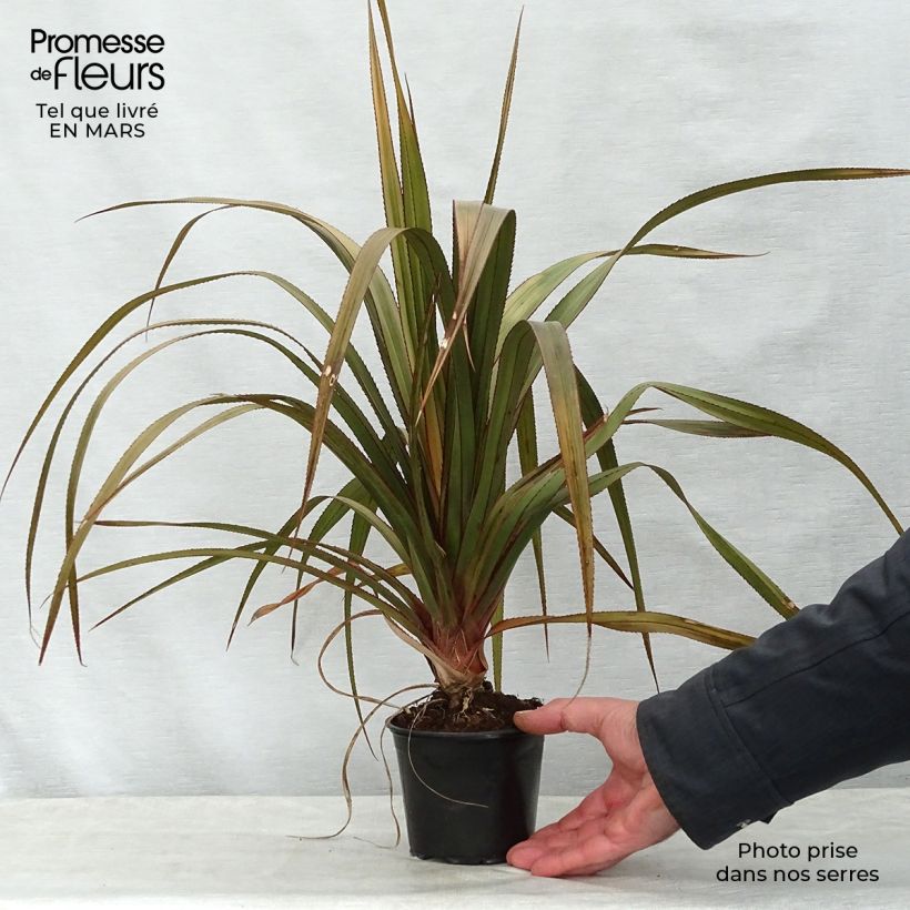 Example of Pandanus utilis - Schroefpalm Pot van 12 cm / 13 cm as you get in printemps