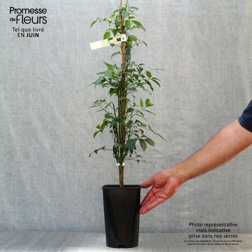 Exemplaar van Pandorea jasminoïdes Alba - Australische trompetklimmer Pot van 2 l/3 l zoals geleverd in de zomer
