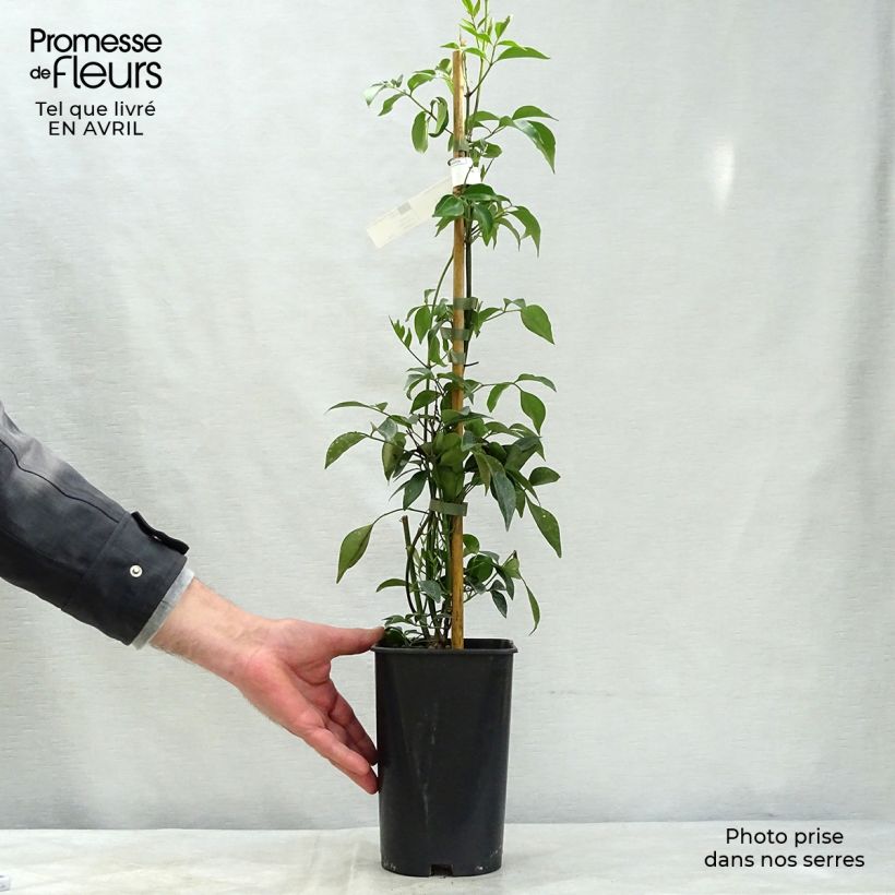 Example of Pandorea jasminoïdes Alba - Australische trompetklimmer Pot van 2 l/3 l as you get in printemps