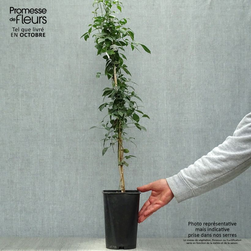 Exemplaar van Pandorea jasminoïdes Rosea - Australische trompetklimmer Pot van 2 l/3 l zoals geleverd in de herfst