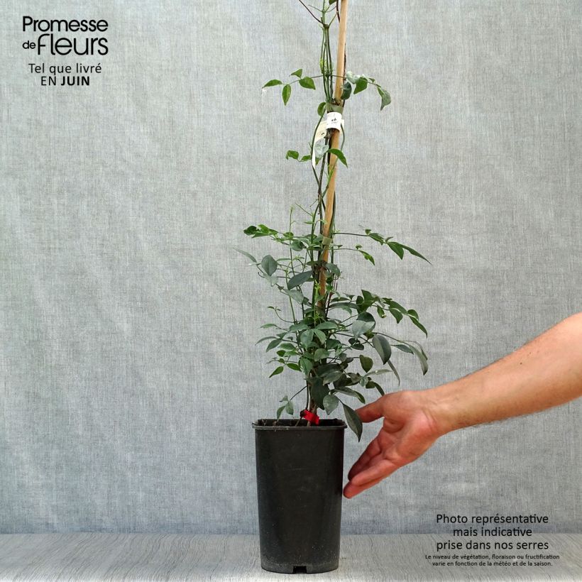 Exemplaar van Pandorea jasminoïdes Rosea - Australische trompetklimmer Pot van 2 l/3 l zoals geleverd in de zomer