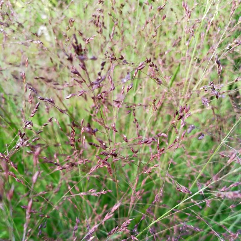 Panicum virgatum Purple Tears - Vingergras (Bloei)