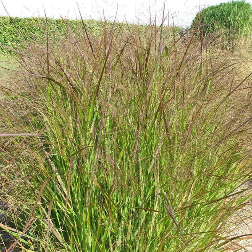 Panicum virgatum Squaw - Vingergras (Groeiplaats)