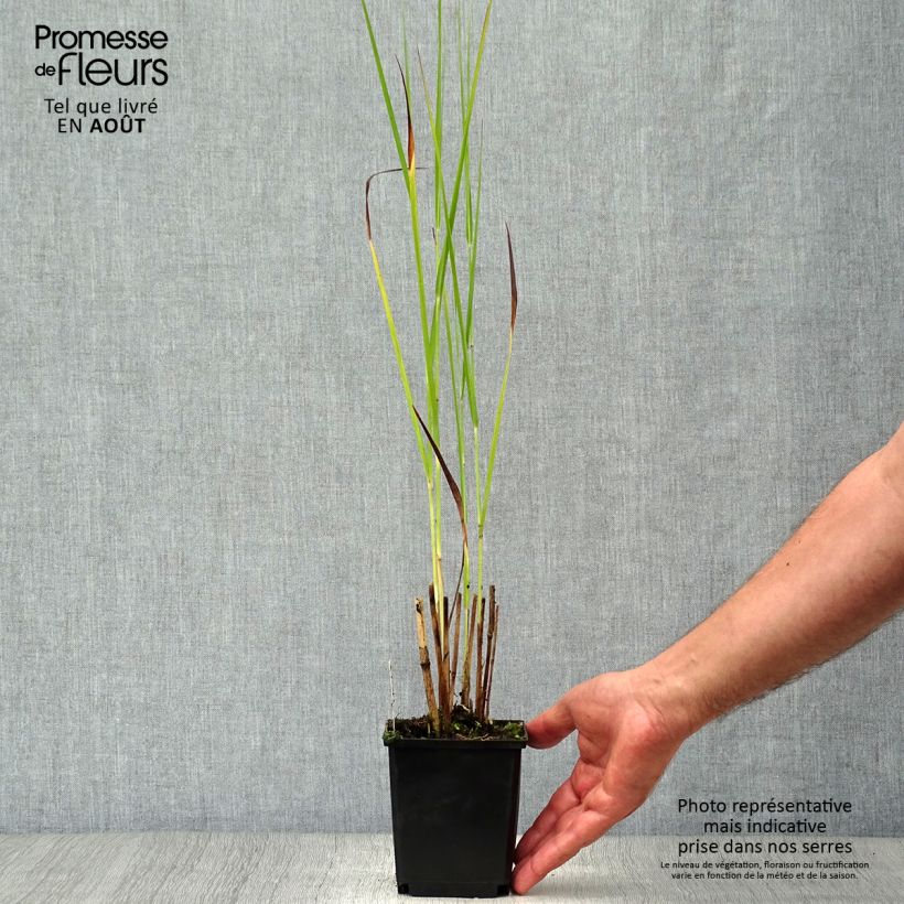 Exemplaar van Panicum virgatum Cloud Nine - Vingergras Kweekpotje van 8/9 cm zoals geleverd in de zomer
