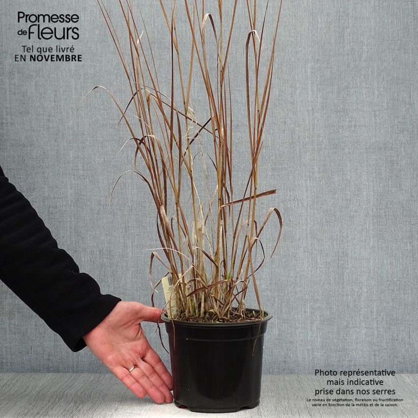Exemplaar van Panicum virgatum Cloud Nine - Vingergras Pot van 1 l/1,5 l zoals geleverd in de herfst