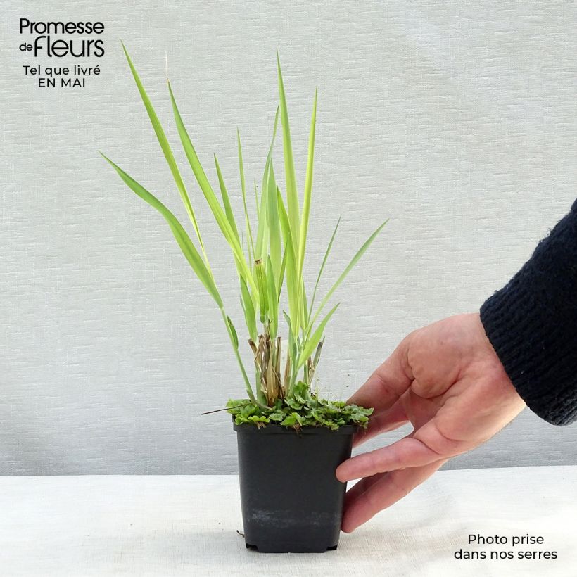 Example of Panicum virgatum Dallas Blues - Vingergras Kweekpotje van 8/9 cm as you get in printemps