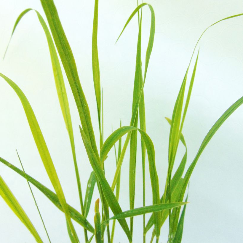 Panicum virgatum Hanse Herms - Vingergras (Blad)