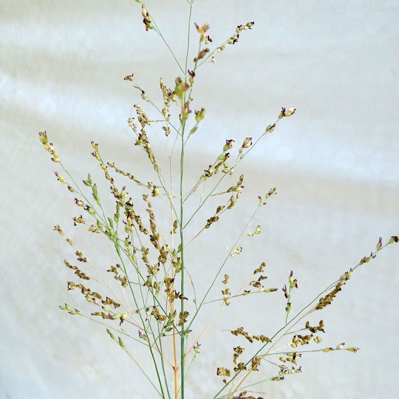Panicum virgatum Heavy Metal - Vingergras (Flowering)