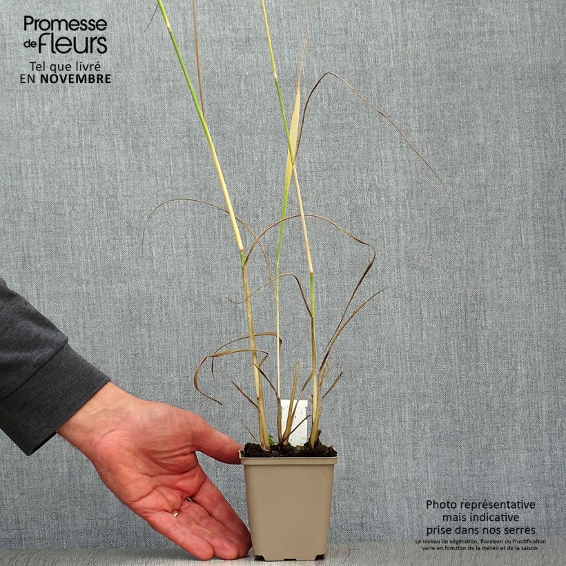 Exemplaar van Panicum virgatum Heavy Metal - Vingergras Kweekpotje van 8/9 cm zoals geleverd in de herfst
