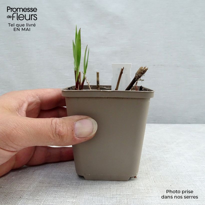 Example of Panicum virgatum Heavy Metal - Vingergras Kweekpotje van 8/9 cm as you get in printemps