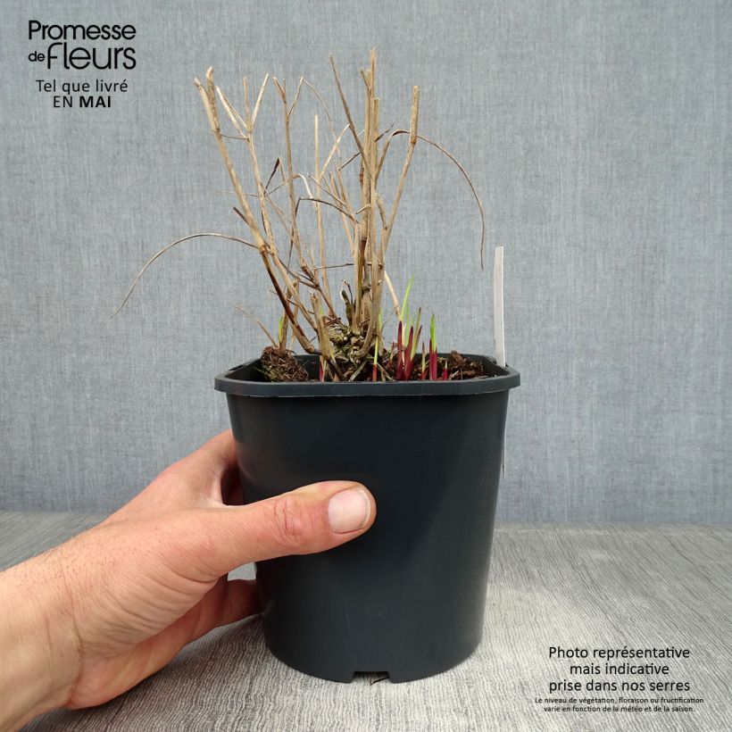 Exemplaar van Panicum virgatum Heiliger Hain - Vingergras Pot van 2 l/3 l zoals geleverd in de lente