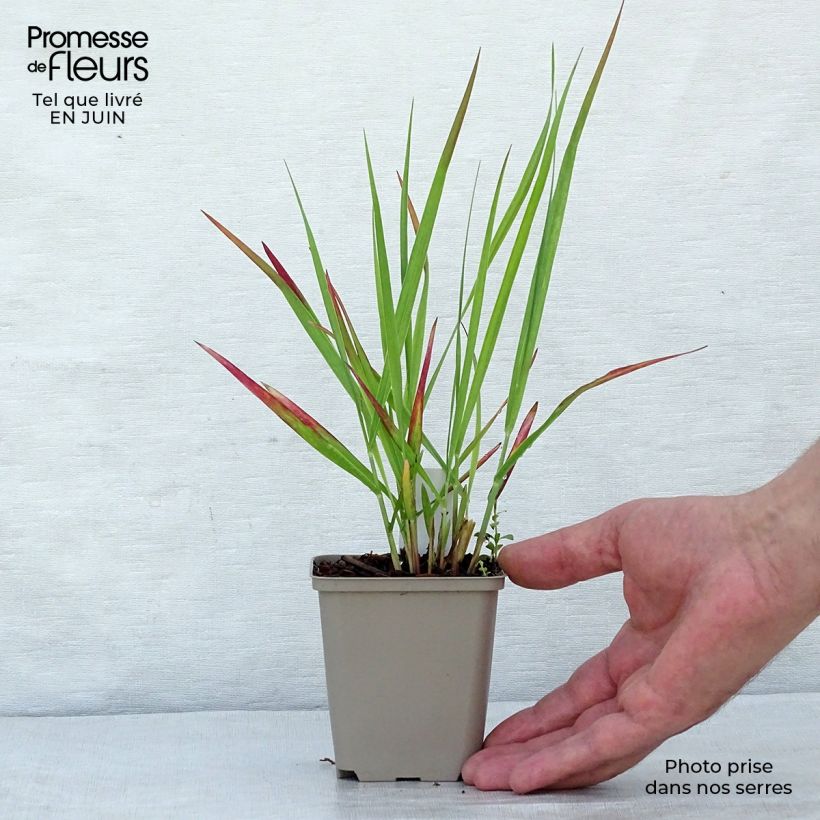 Exemplaar van Panicum virgatum Hot Rod - Vingergras Kweekpotje van 8/9 cm zoals geleverd in de zomer