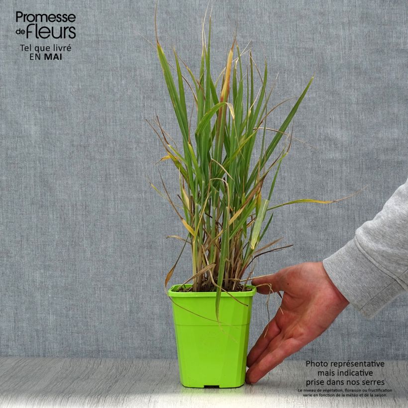 Exemplaar van Panicum virgatum Hot Rod - Vingergras Pot van 1,5 l/2 l zoals geleverd in de lente