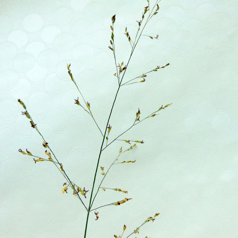 Panicum virgatum Kulsenmoor - Vingergras (Bloei)