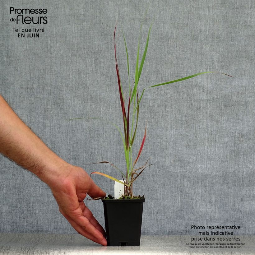 Exemplaar van Panicum virgatum Kulsenmoor - Vingergras Kweekpotje van 8/9 cm zoals geleverd in de zomer