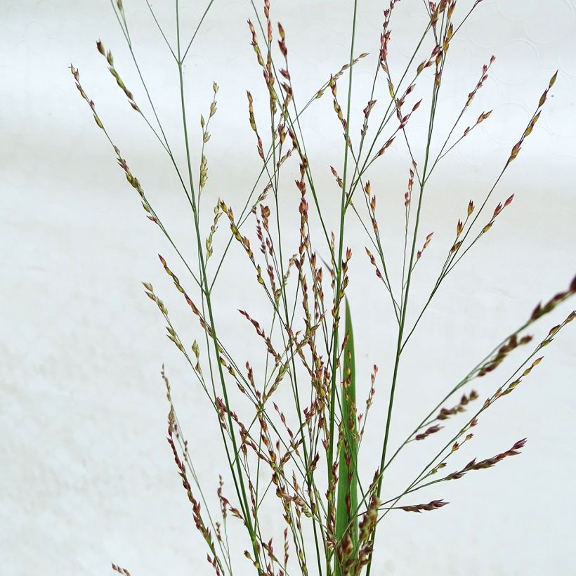 Panicum virgatum Northwind - Vingergras (Bloei)