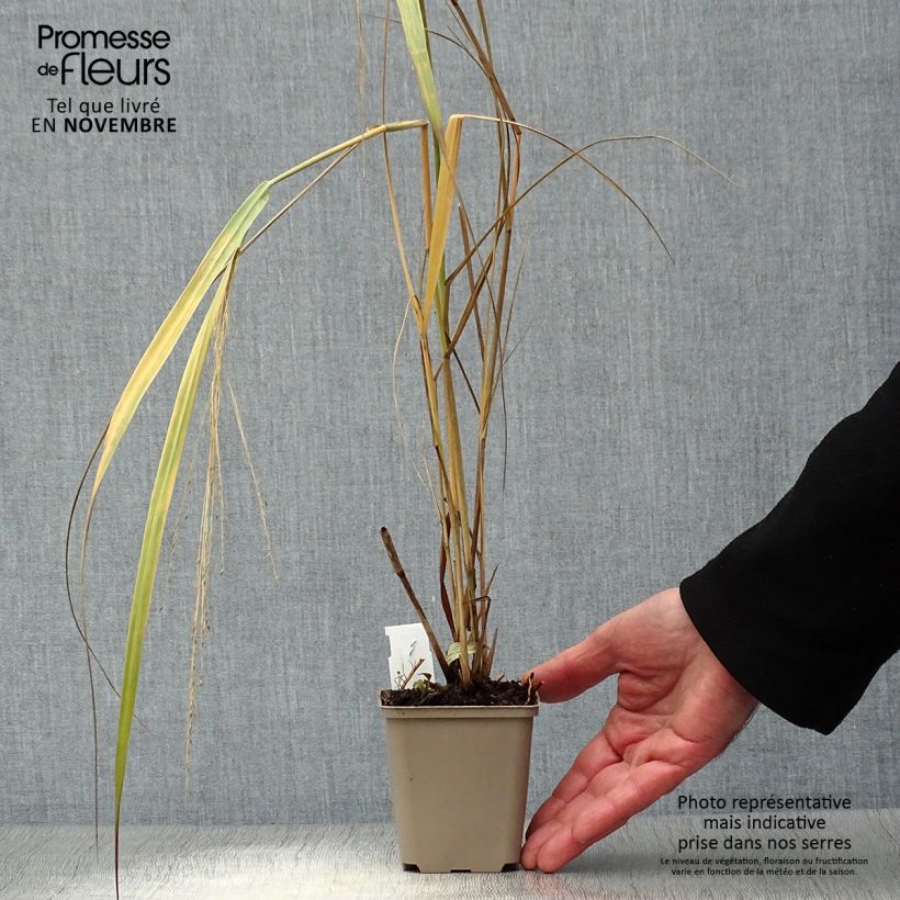 Exemplaar van Panicum virgatum Northwind - Vingergras Kweekpotje van 8/9 cm zoals geleverd in de herfst