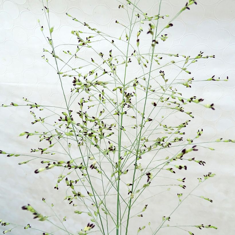 Panicum virgatum Prairie Sky - Vingergras (Bloei)