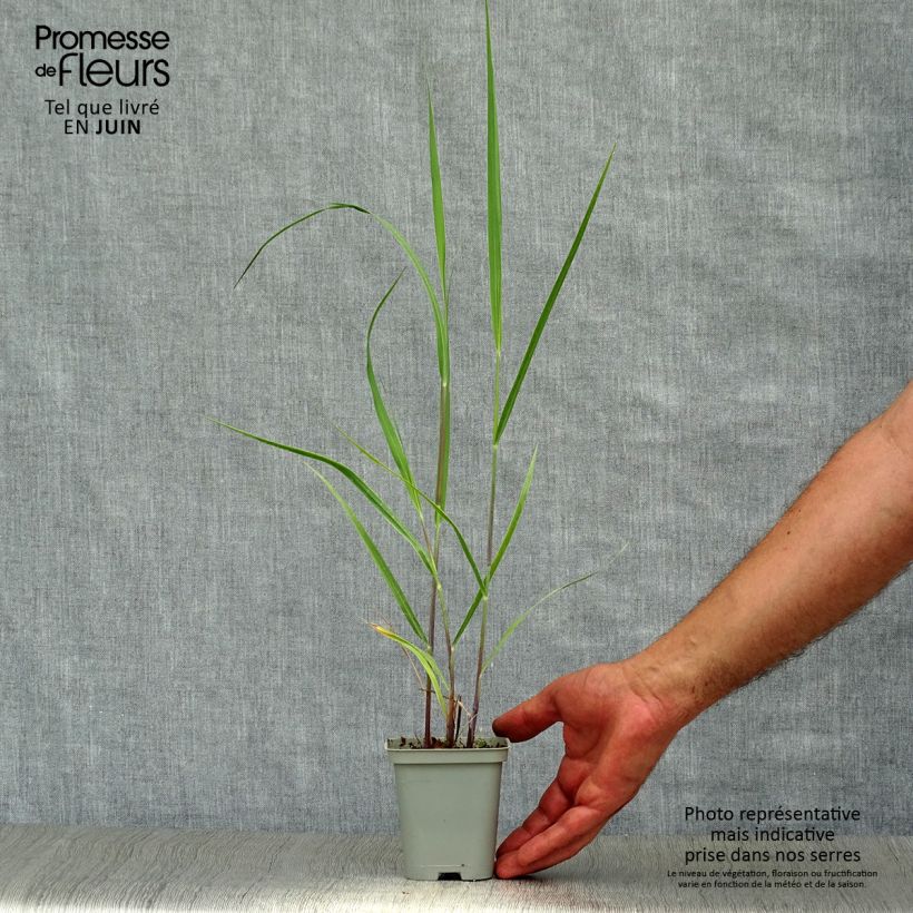 Exemplaar van Panicum virgatum Rehbraun - Vingergras Kweekpotje van 8/9 cm zoals geleverd in de zomer