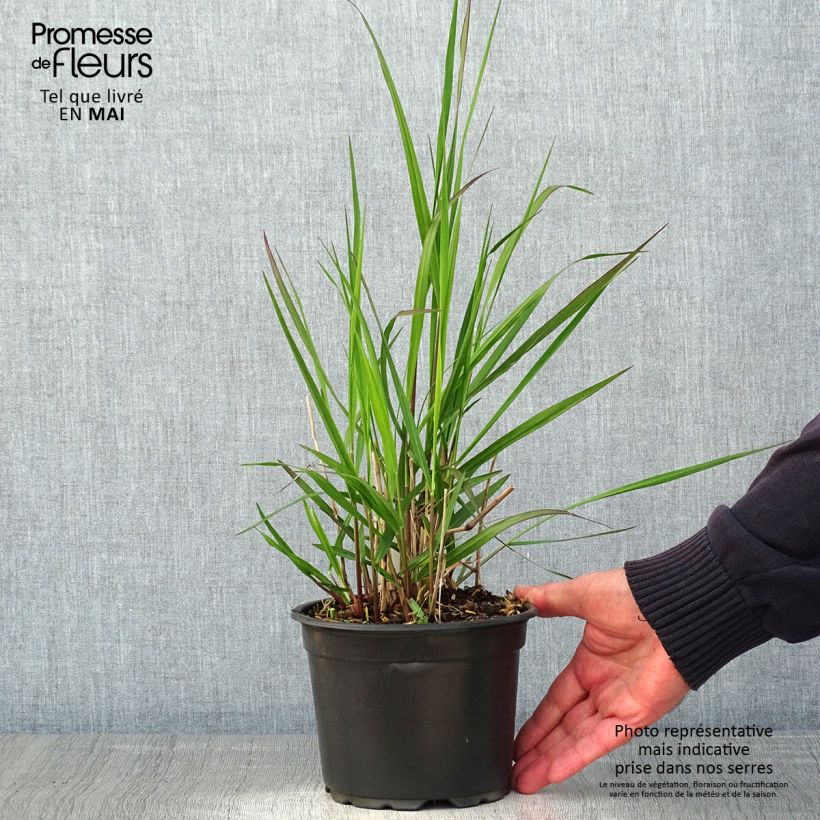 Exemplaar van Panicum virgatum Rehbraun - Vingergras Pot van 2 l/3 l zoals geleverd in de lente