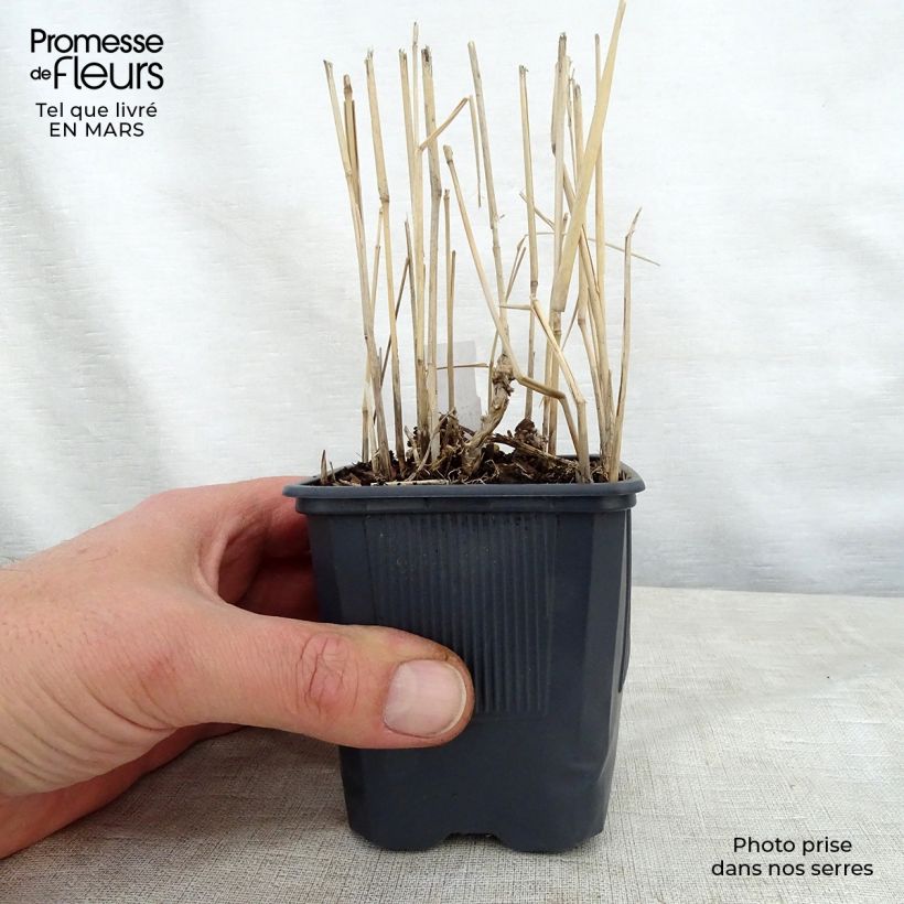 Exemplaar van Panicum virgatum Rotstrahlbusch - Vingergras Kweekpotje van 8/9 cm zoals geleverd in de lente