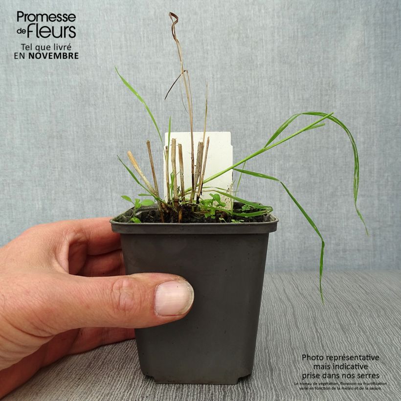 Exemplaar van Panicum virgatum Shenandoah - Vingergras Kweekpotje van 8/9 cm zoals geleverd in de herfst