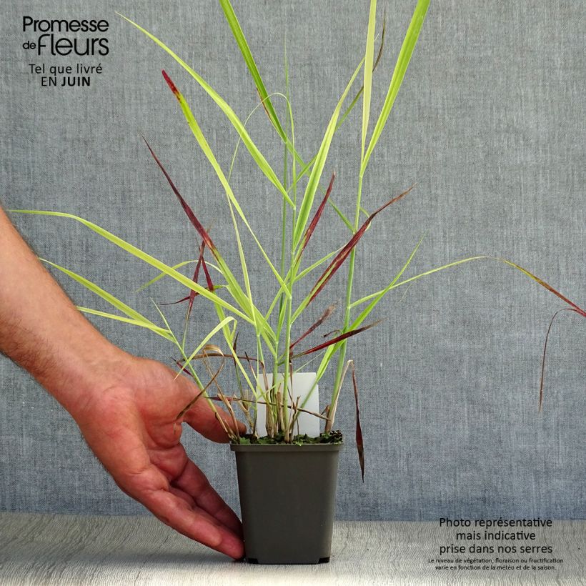 Exemplaar van Panicum virgatum Shenandoah - Vingergras Kweekpotje van 8/9 cm zoals geleverd in de zomer