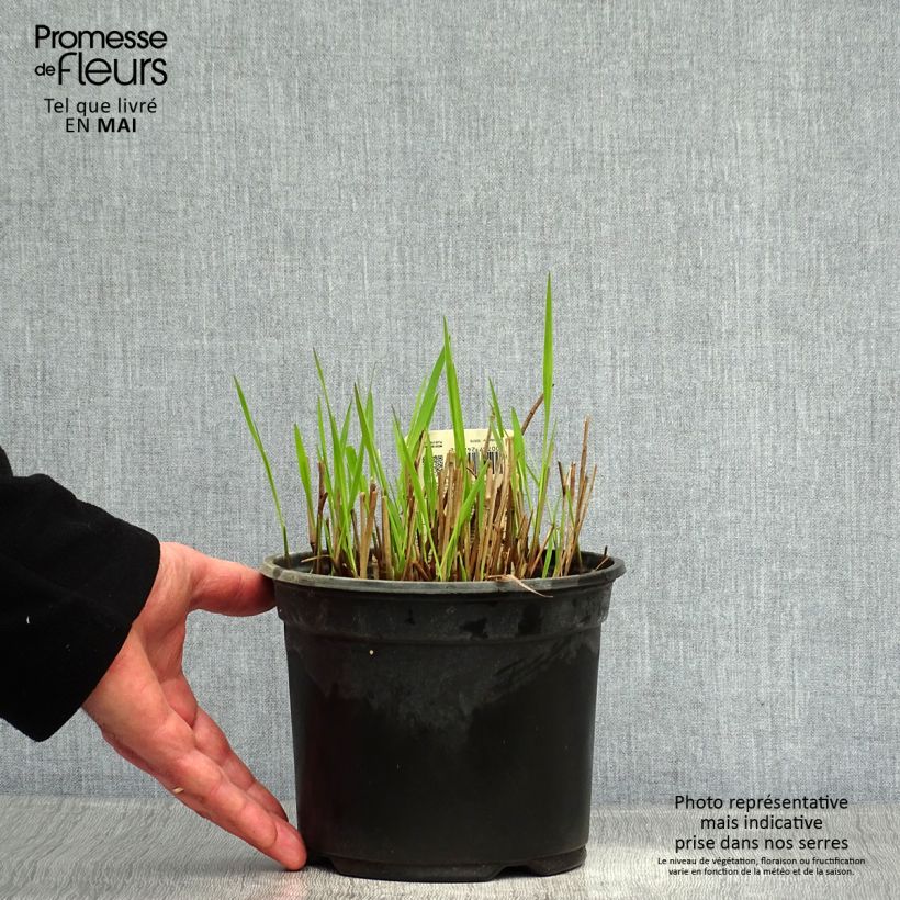 Exemplaar van Panicum virgatum Shenandoah - Vingergras Pot van 2 l/3 l zoals geleverd in de lente