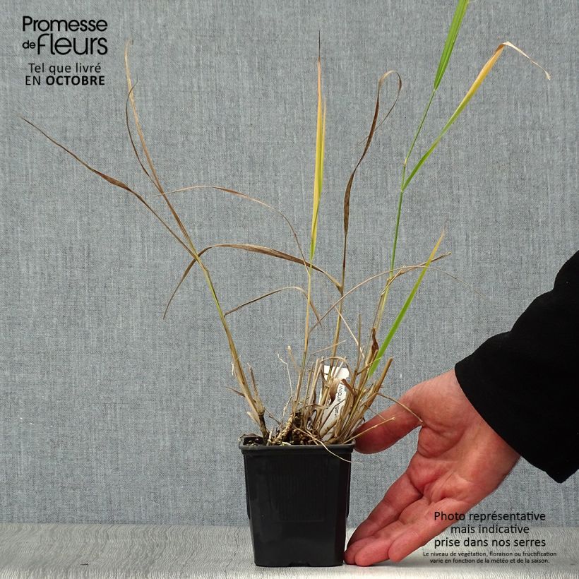 Exemplaar van Panicum virgatum Warrior - Vingergras Kweekpotje van 8/9 cm zoals geleverd in de herfst