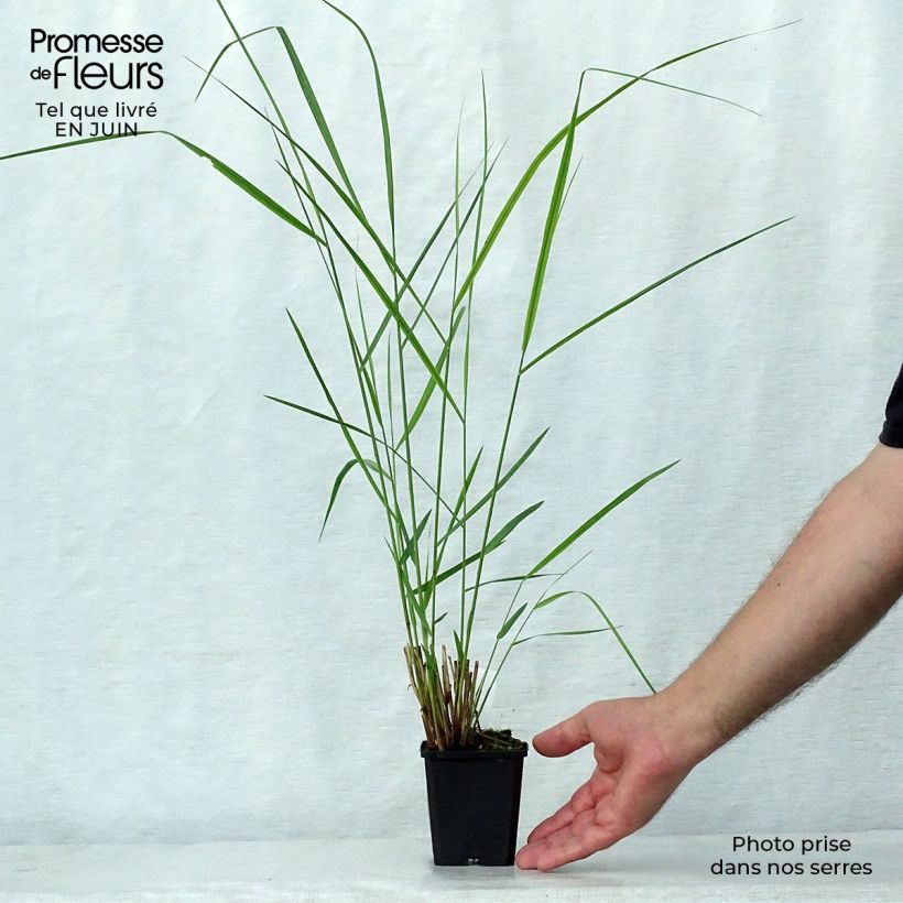 Exemplaar van Panicum virgatum Warrior - Vingergras Kweekpotje van 8/9 cm zoals geleverd in de zomer