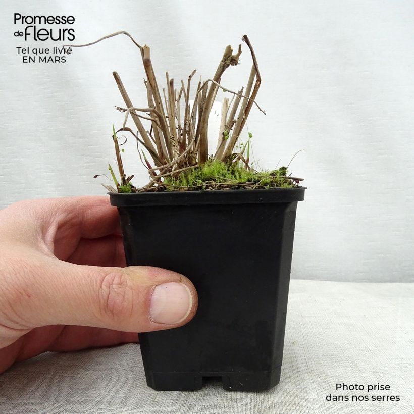 Exemplaar van Panicum virgatum Warrior - Vingergras Kweekpotje van 8/9 cm zoals geleverd in de lente