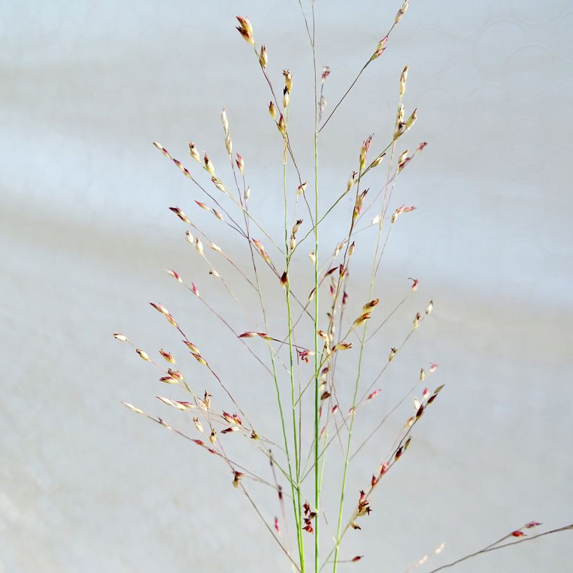 Panicum amarum - Vingergras (Bloei)