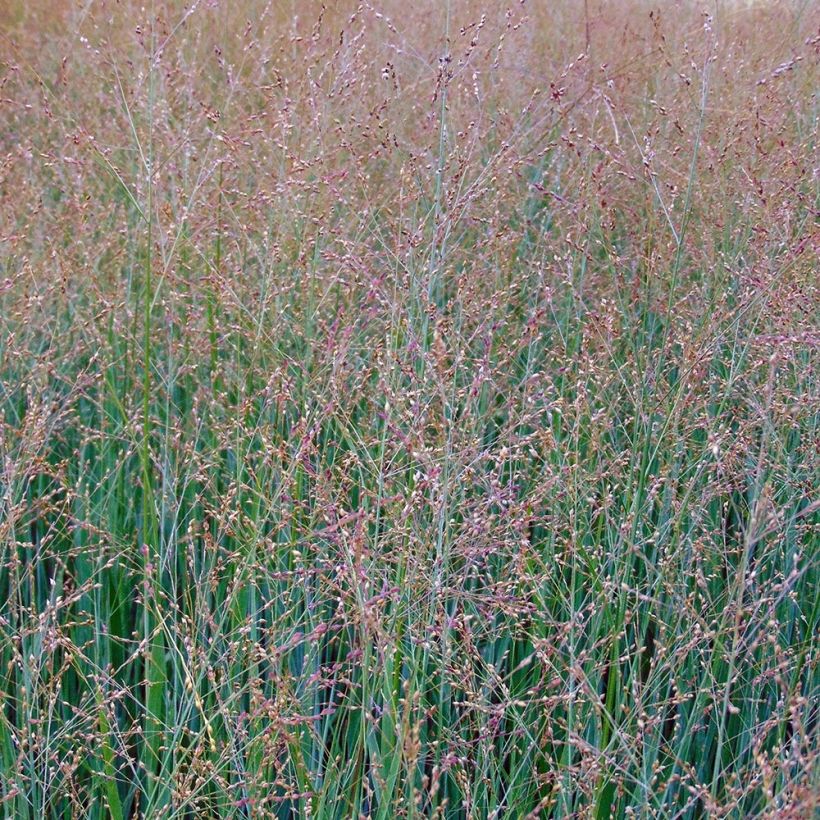 Panicum virgatum Cloud Nine - Vingergras (Bloei)