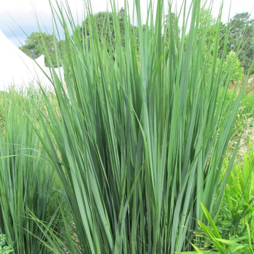 Panicum virgatum Northwind - Vingergras (Blad)