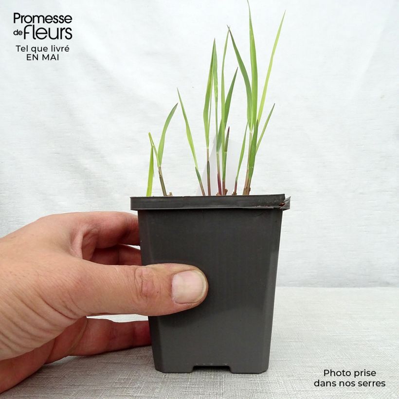 Exemplaar van Panicum virgatum Purple Breeze - Vingergras Kweekpotje van 8/9 cm zoals geleverd in de lente