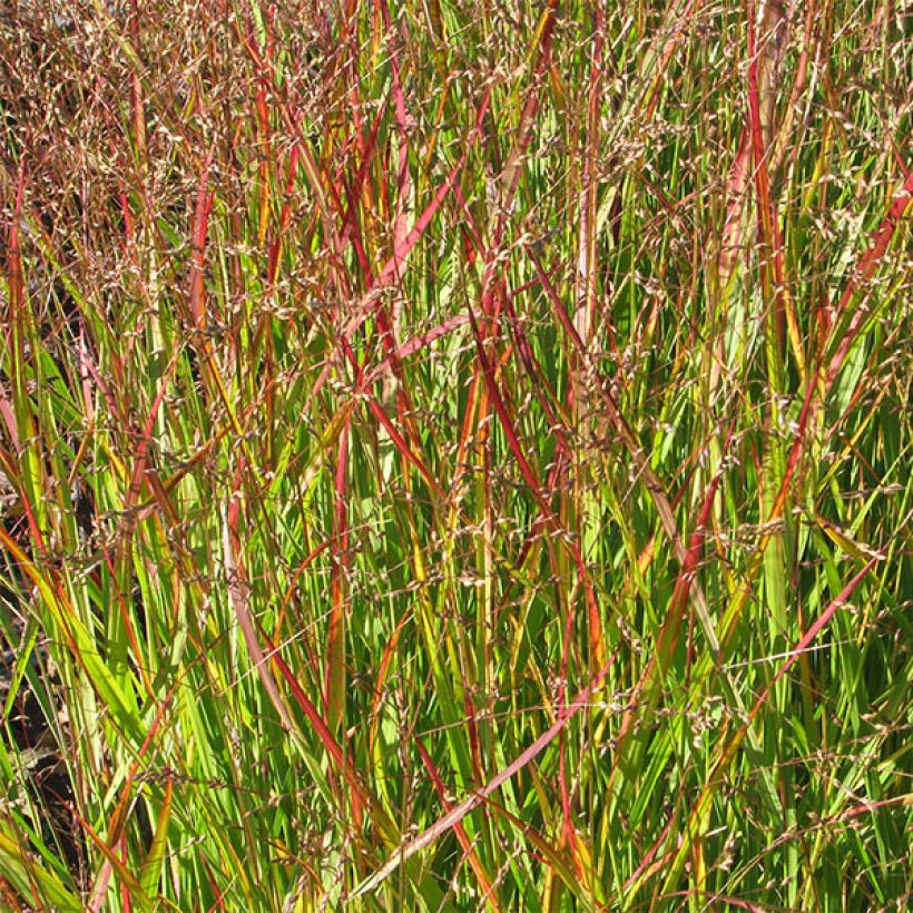 Panicum virgatum Shenandoah - Vingergras (Blad)