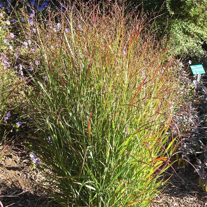 Panicum virgatum Shenandoah - Vingergras (Groeiplaats)