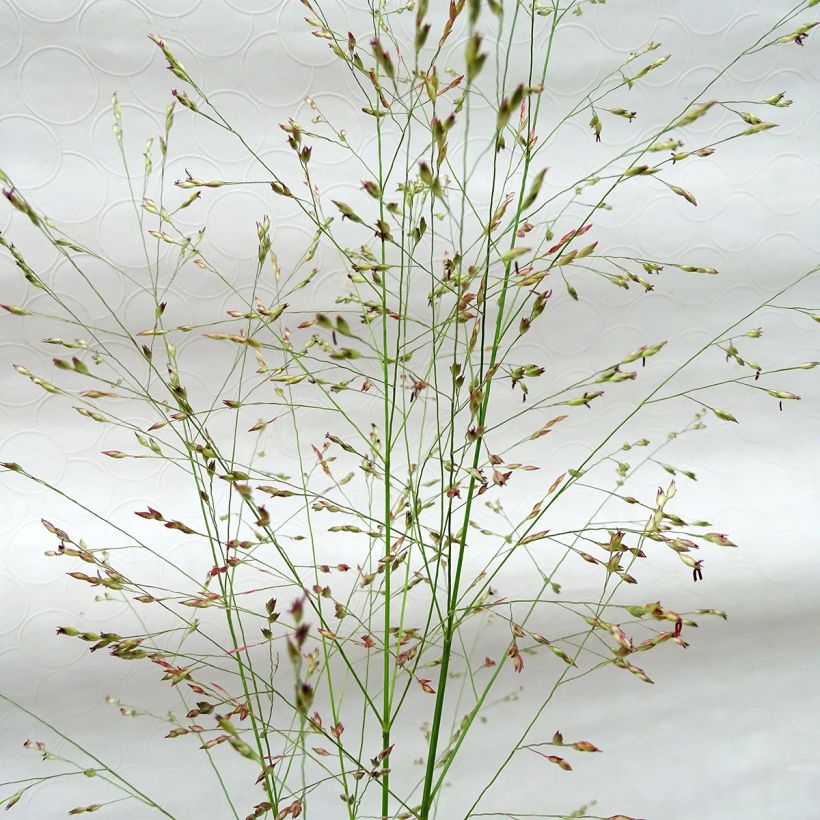 Panicum virgatum Squaw - Vingergras (Bloei)
